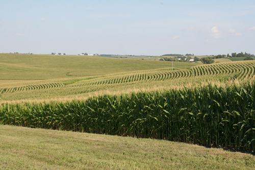 Corn fields in Iowa: Site of NSF's Intensively Managed Landscapes Critical Zone Observatory (CZO).: Photograph by Praveen Kumar courtesy of NSF.